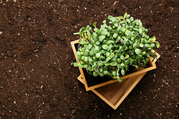 Wooden boxes with green seedlings in garden