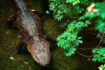 American alligator standing in the tropical water . Alligator Mississippiensis