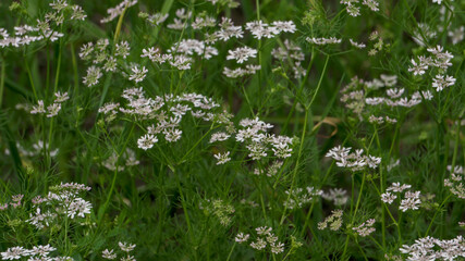 Coriander is an herb that is commonly used to flavor international food. It comes from the Coriandrum sativum plant. There are beautiful white coriander flowers in the field.