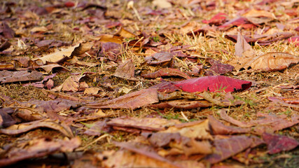 The path is full of fallen leaves. The colored leaves are scattered.