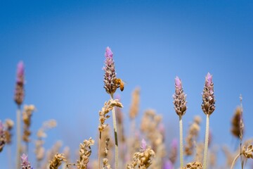 Worker bee collecting pollen from a lavender flower in early spring. Colse up.