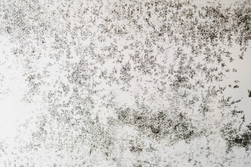 Fragment of an old mirror