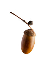 One funny acorn on a white background