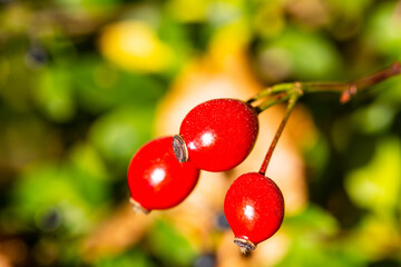 Rose hip on the bush in the sunshine, autumn