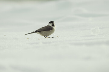 sparrow on the snow