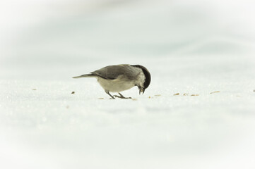 bird eats seeds in the snow