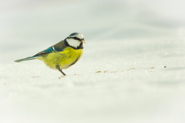 yellow great tit on the snow