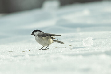 bird with three seeds in the mouth