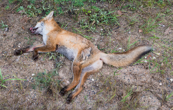 A dead fox is lying in the forest