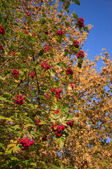 RED AUTUMN BERRIES ON A TREE