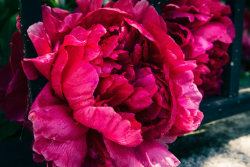 Large magenta peony blooms through the iron bars of a fence; Double flowered peony in deep red pink...