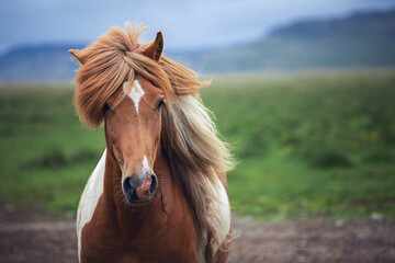 Beautiful Icelandic Horse in the field - Powered by Adobe