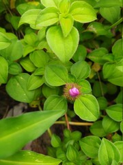 pink flower