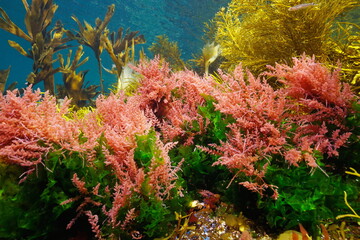Algae seaweeds colors underwater in the ocean, Eastern Atlantic, Spain, Galicia (Asparagopsis armata and Ulva lactuca)