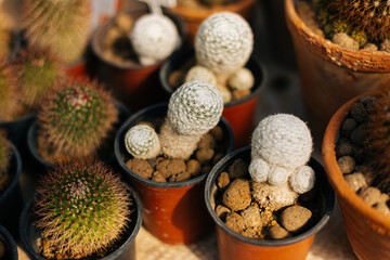 Beautiful different kinds of potted cacti in sunlight from a greenhouse.