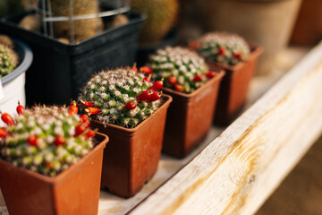 Photo of four beautiful cacti with red small fruits.