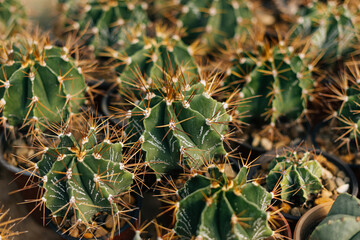 Close up photo of some cacti of one kind in a greenhouse.