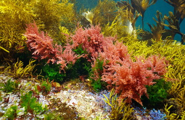 Naklejka na ściany i meble Colors of various marine algae underwater in the ocean, Eastern Atlantic, Spain, Galicia