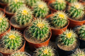 Close up photo of some cacti of one kind in a greenhouse.