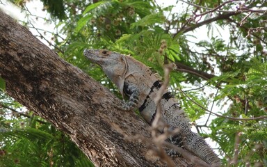 A monitor lizard sitting on a tree trunk
