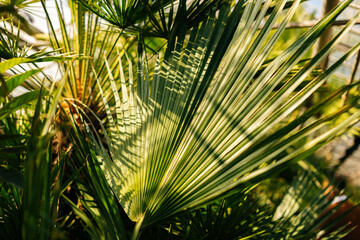 Photo of some palm leaves standing in the sunlight.