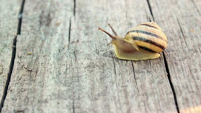 Close up of a striped snail crawling on a wooden board