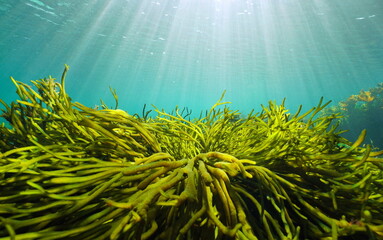 Green algae and natural sunlight underwater seascape in the ocean (seaweeds Codium tomentosum), Eastern Atlantic, Spain, Galicia © dam