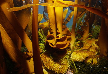 elp algae seaweeds stipe and holdfast (furbellow Saccorhiza polyschides) underwater in the Atlantic...