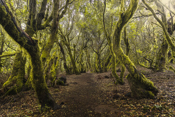 Fototapeta premium Lush laurisilva forest 