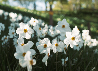 Closeup blooming white flowers in field in Spring