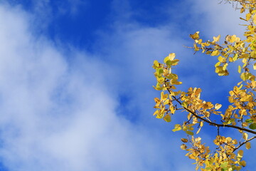 Yellow autumn leaves at a small branch. Sun and clouds outside. Copy space for text. Stockholm, Sweden.