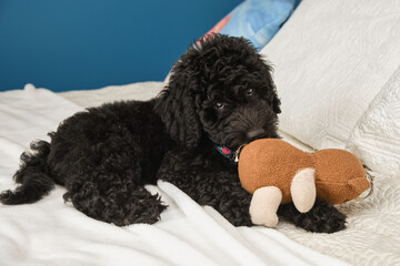 poodle puppy with a toy