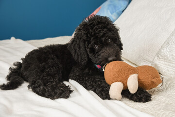 poodle puppy with a toy - Powered by Adobe