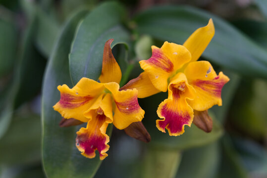 Selective focus shot of blooming yellow-red orchids