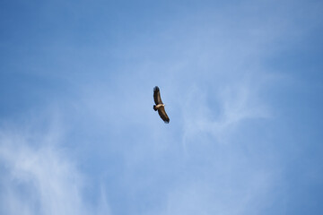 common griffon in the pyrenees, far distance