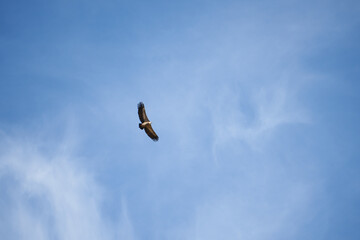 common griffon in the pyrenees, far distance