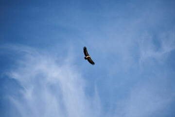 common griffon in the pyrenees, far distance