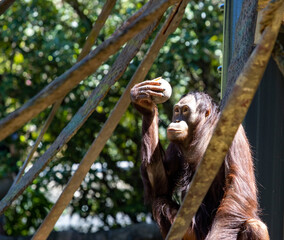 orangutan studying food  © MichaelTXPhotography
