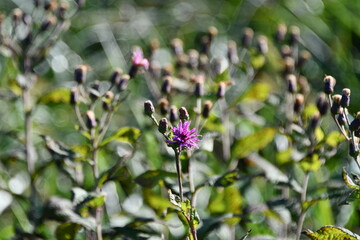 Wildflowers in a Field