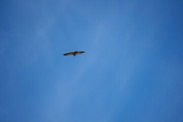 common griffon in the pyrenees, far distance
