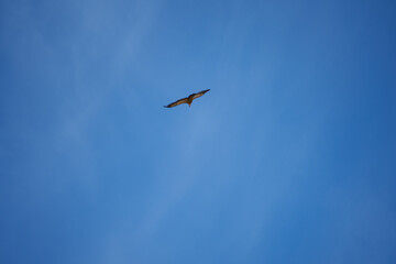 common griffon in the pyrenees, far distance