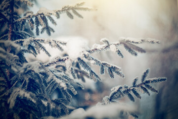 Branches of spruce in frost and snow.
