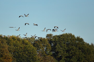 scenic view of flying cranes in nature