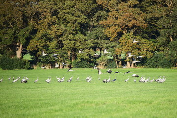 scenic view of flying cranes in nature