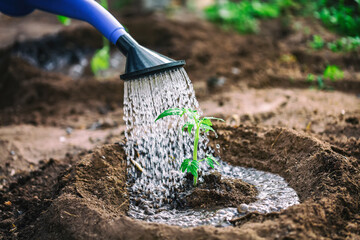 Gardening, Farming and agriculture concept. Watering seedling tomato plant in greenhouse garden. © Nikolay N. Antonov
