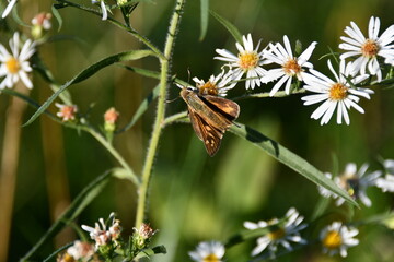 Moth on Wildflowers in a Field