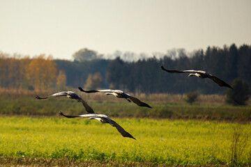 scenic view of flying cranes in nature
