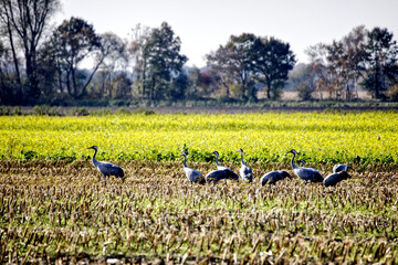 cranes in the fields