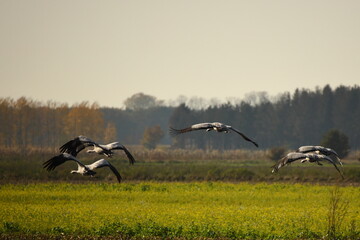 scenic view of flying cranes in nature