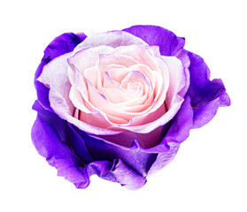 Beautiful pink purple rose bud isolated on white background